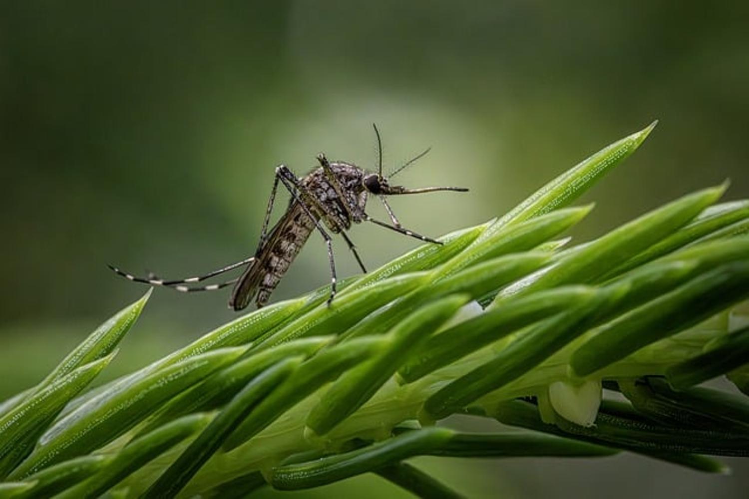 dron mosquito